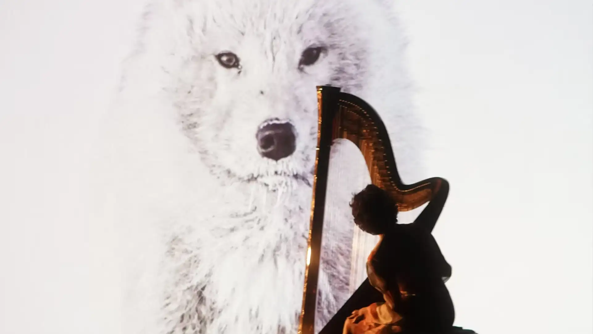 harp-5